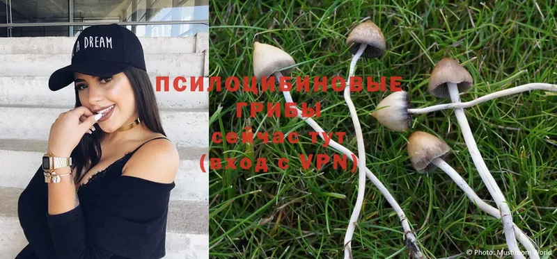 Галлюциногенные грибы MAGIC MUSHROOMS  магазин продажи   Кашин 